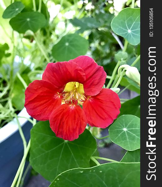 Flower, Plant, Annual Plant, Mallow Family