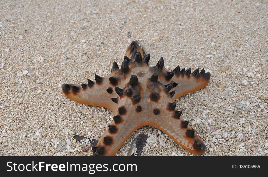 Starfish, Marine Invertebrates, Invertebrate, Echinoderm