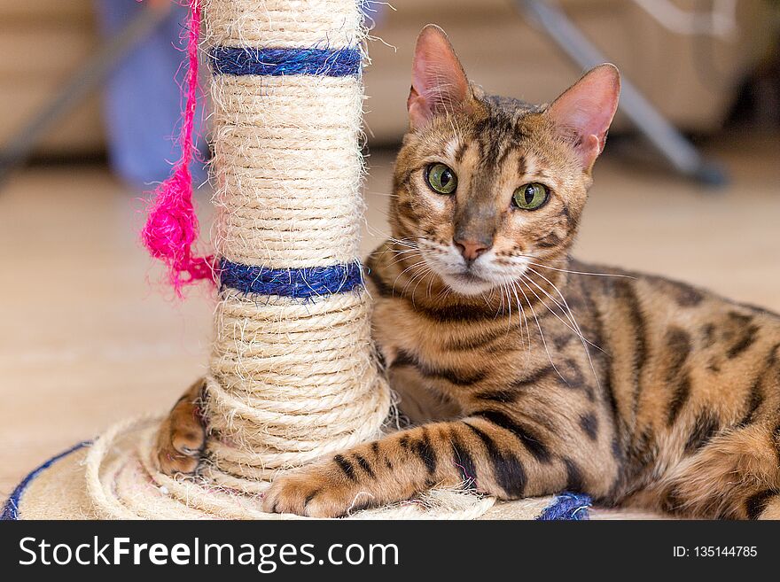 Cute funny cat is playing with a scratcher