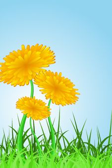 Dandelions Stock Photography Dandelions Stock Photography
