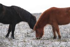 A Couple Of Hardy Dartmoor Ponies Stock Photos A Couple Of Hardy Dartmoor Ponies Stock Photos