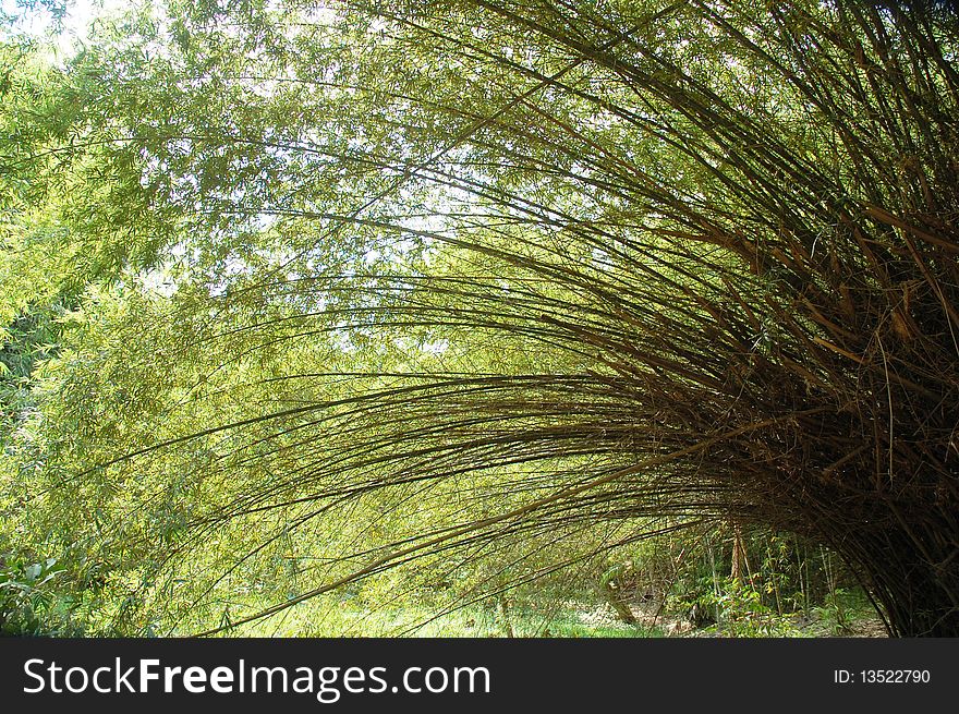 A bamboo plant at the jungle or forest