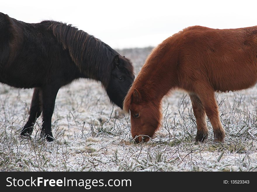 A Couple of Hardy Dartmoor Ponies