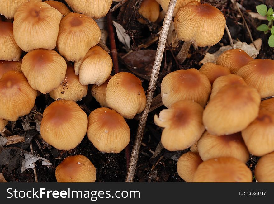 Mushrooms during spring in Amsterdam. Mushrooms during spring in Amsterdam