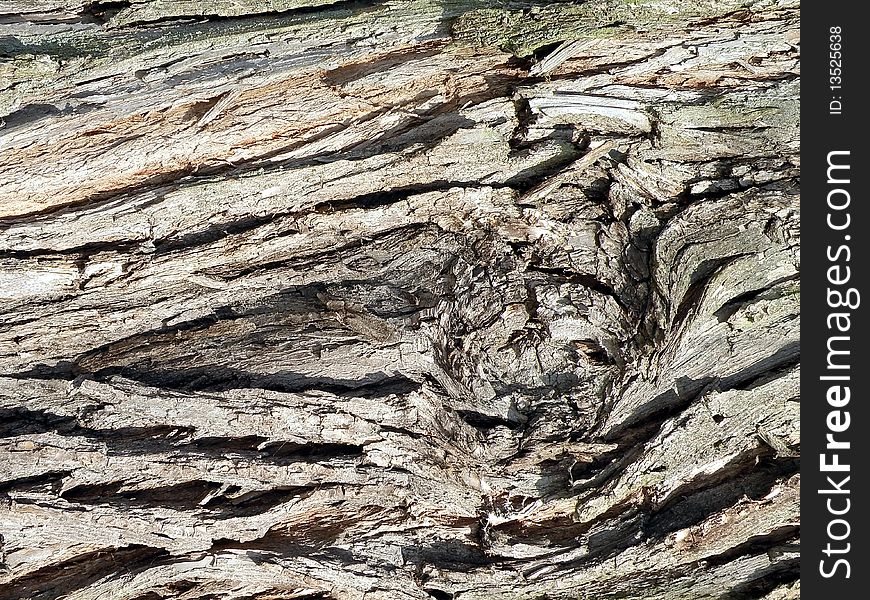 Old Tree Bark