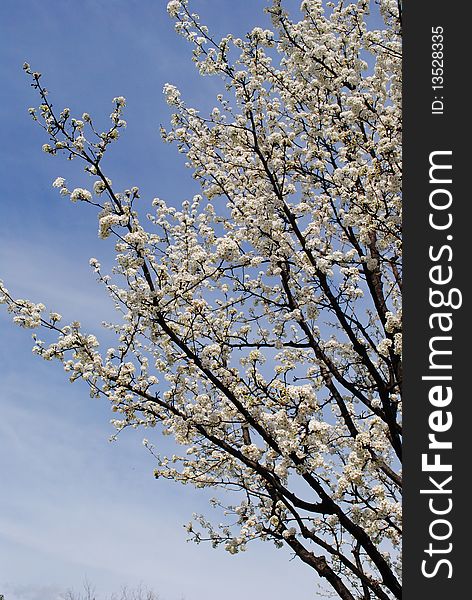 A blooming pear blossom tree with white flowers on blue sky. A blooming pear blossom tree with white flowers on blue sky