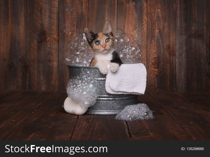 Kittens In Washtub Getting Groomed By Bubble Bath