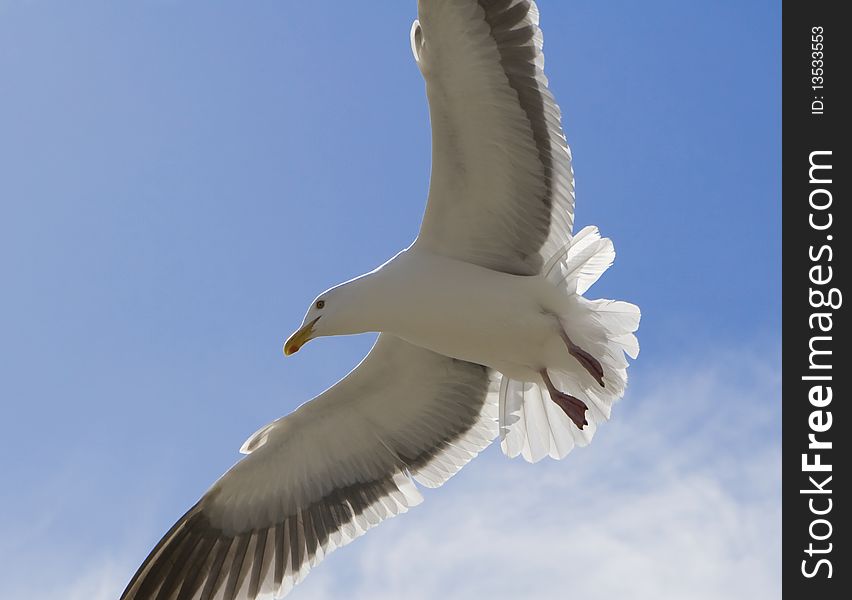 A perfect flying california seagull captured up close. A perfect flying california seagull captured up close.
