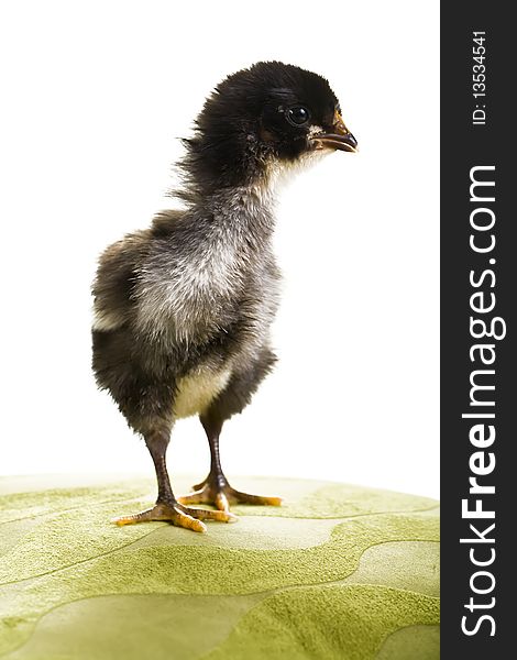 A black and white baby chicken with it's neck out looking to the right. A black and white baby chicken with it's neck out looking to the right