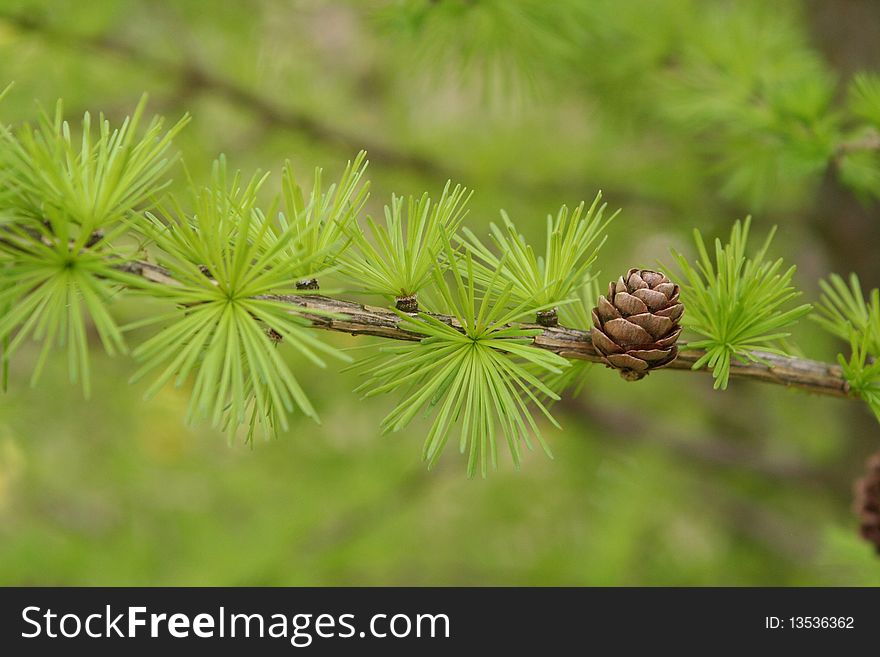 Green juicy spring larch cone