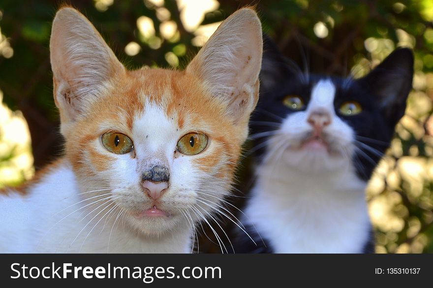 Cat, Whiskers, Fauna, Small To Medium Sized Cats