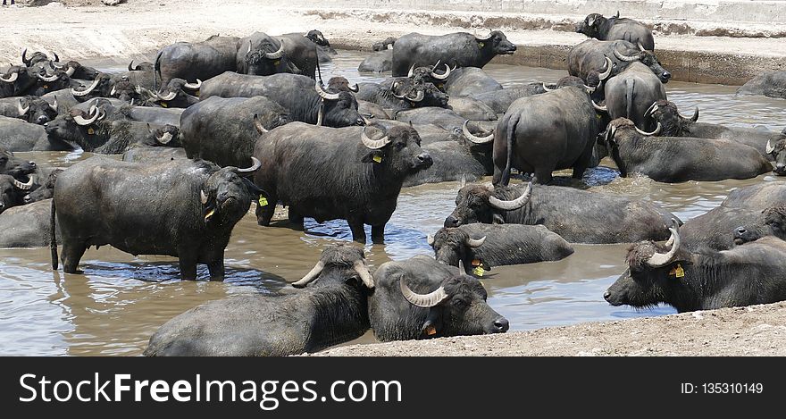 Water Buffalo, Cattle Like Mammal, Terrestrial Animal, Herd