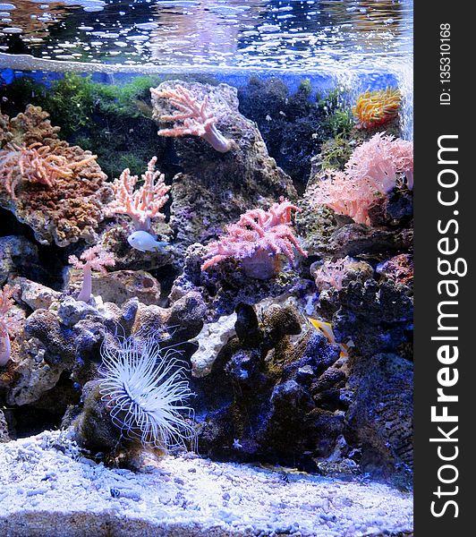 Coral Reef, Reef, Coral, Water