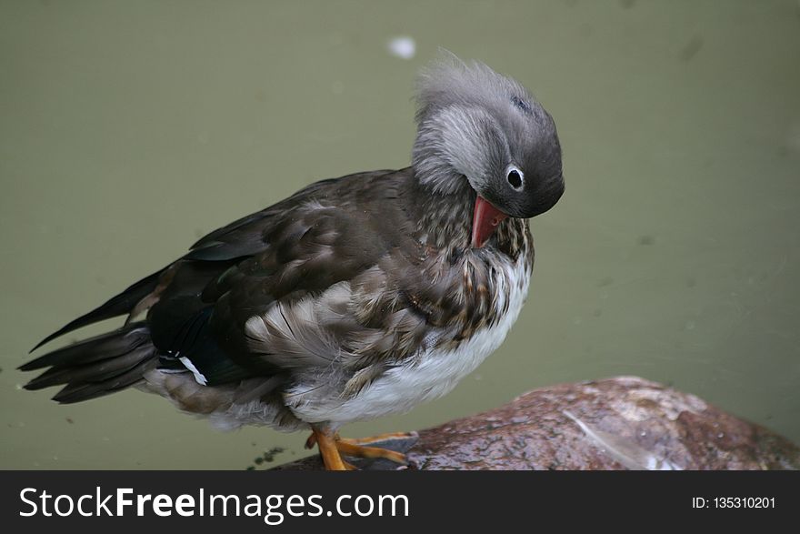 Bird, Fauna, Beak, Feather