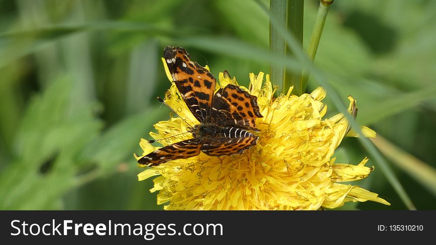 Butterfly, Insect, Nectar, Moths And Butterflies