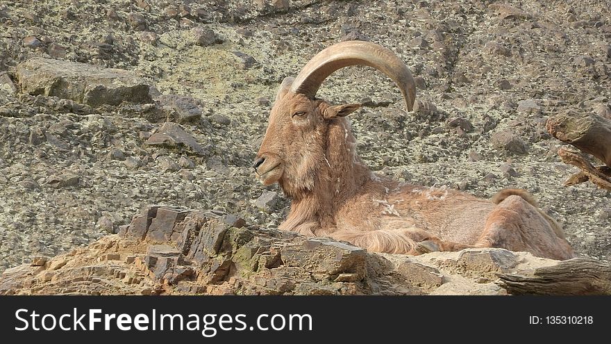 Horn, Barbary Sheep, Fauna, Argali