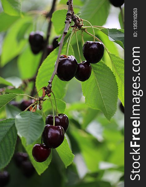 Cherry, Fruit, Aristotelia Chilensis, Chokecherry