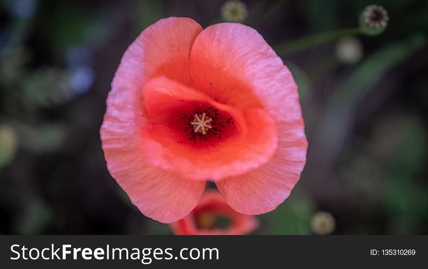 Flower, Flora, Wildflower, Close Up