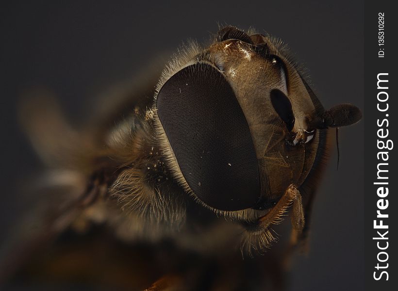 Insect, Macro Photography, Invertebrate, Honey Bee