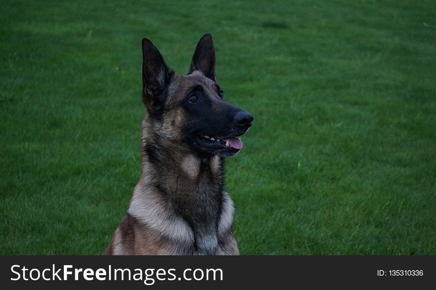 Dog, Dog Breed, Dog Like Mammal, Old German Shepherd Dog