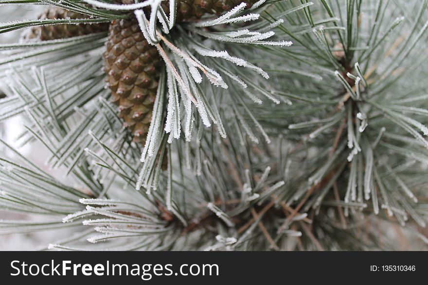 Pine Family, Tree, Conifer, Pine