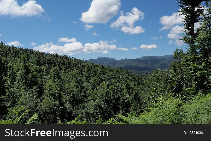 Vegetation, Ecosystem, Spruce Fir Forest, Tropical And Subtropical Coniferous Forests
