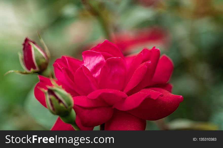 Flower, Rose Family, Rose, Flowering Plant