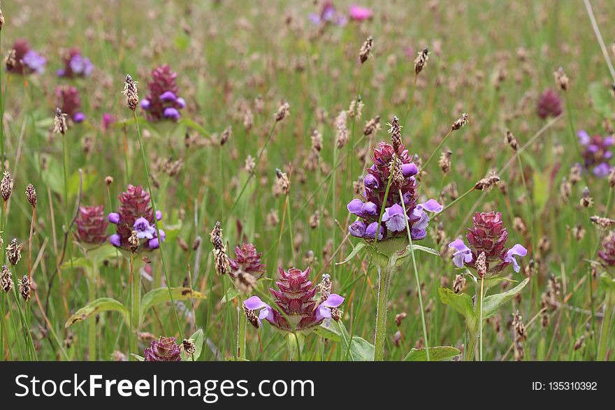 Flower, Plant, Flora, Grass