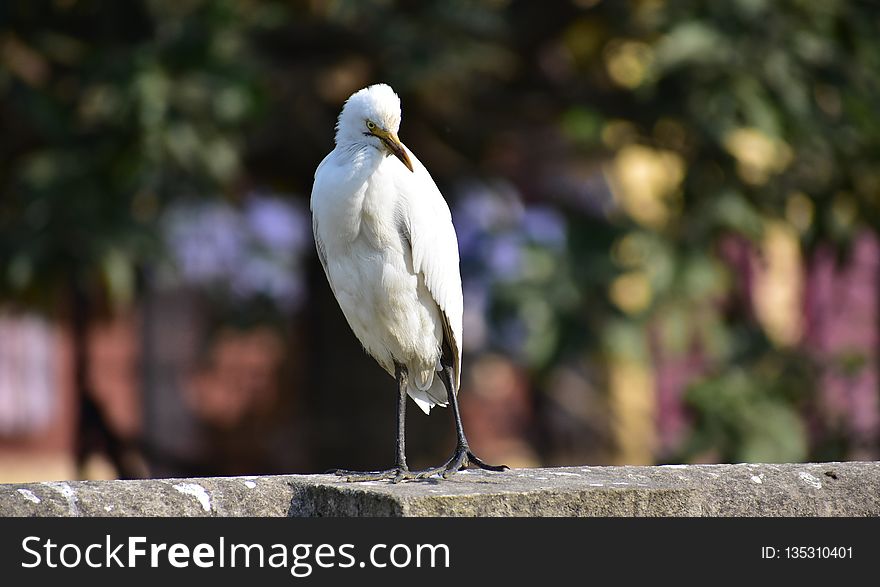 Bird, Beak, Fauna, Seabird