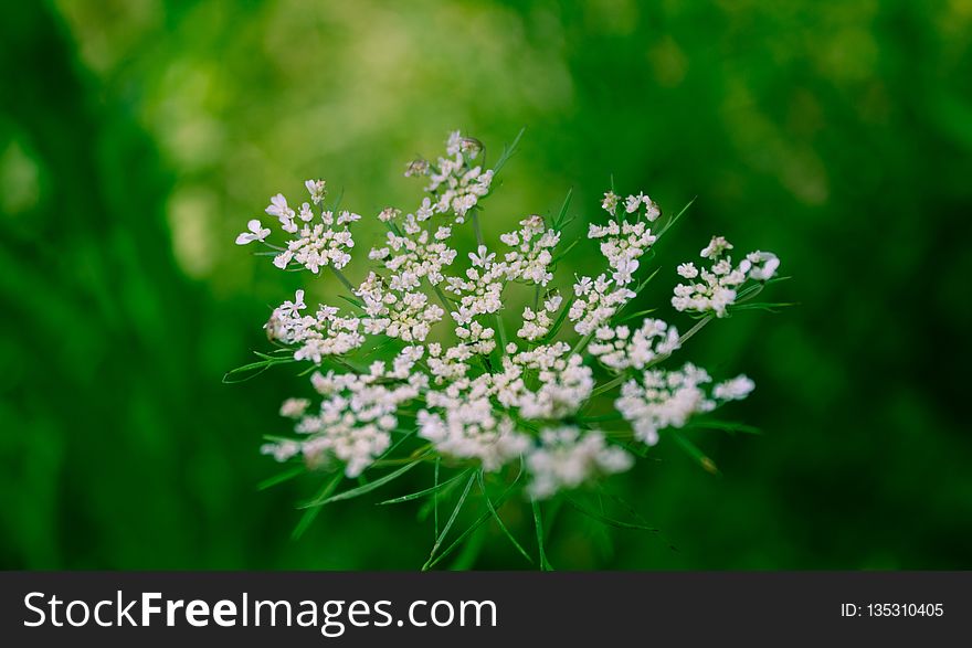 Cow Parsley, Anthriscus, Apiales, Plant