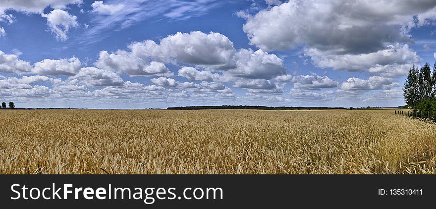 Sky, Field, Crop, Cloud