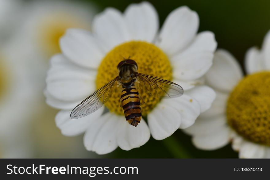 Honey Bee, Bee, Flower, Insect