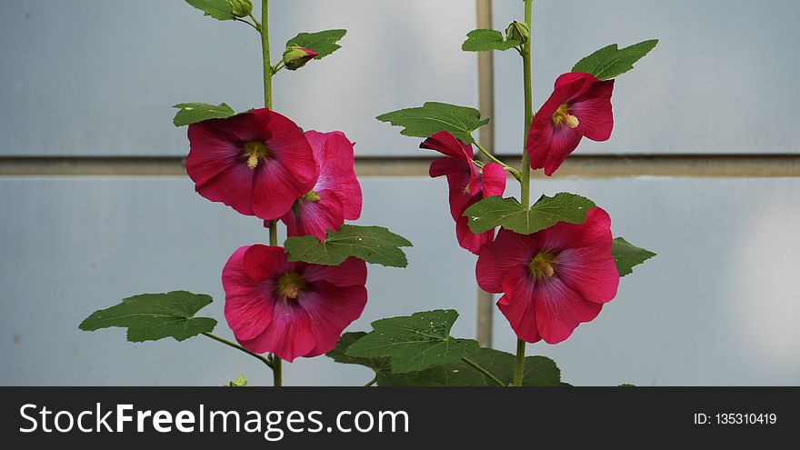 Flower, Plant, Hollyhocks, Flowering Plant