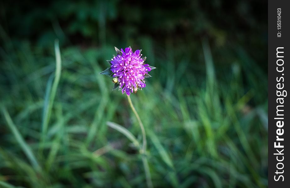 Flower, Flora, Plant, Grass