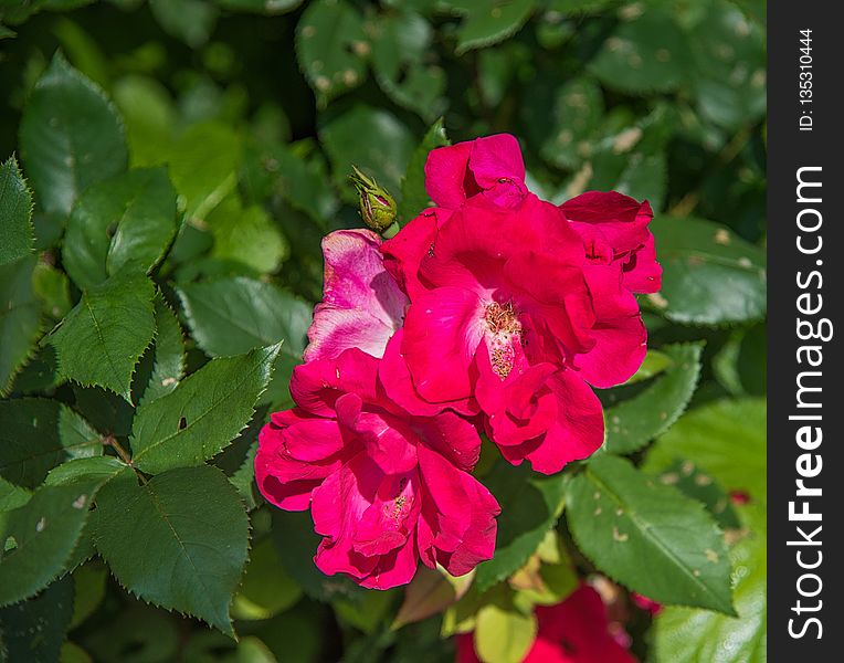 Flower, Rose Family, Plant, Flowering Plant