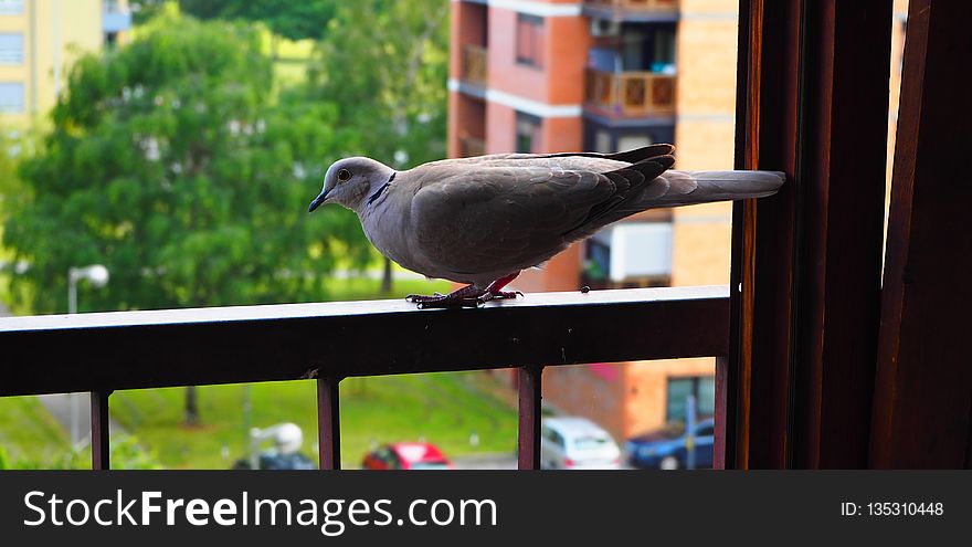 Bird, Fauna, Beak, Pigeons And Doves