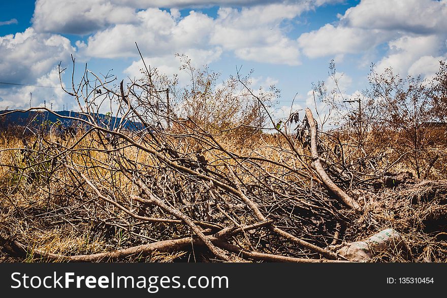 Sky, Ecosystem, Tree, Branch