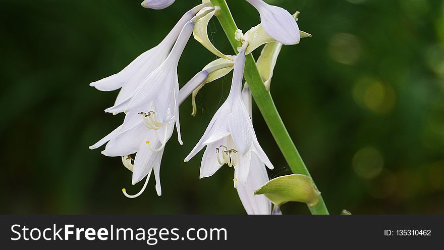 Flower, Plant, Flora, Crinum