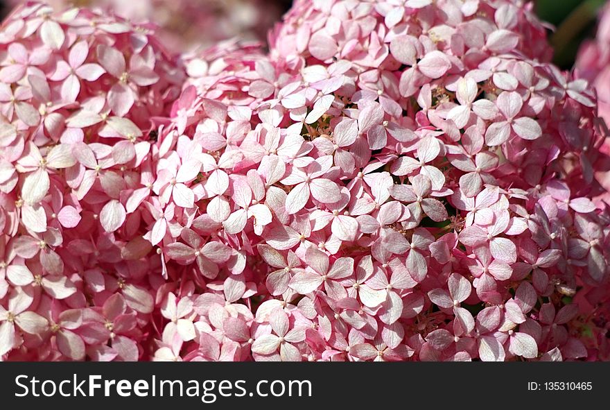 Pink, Flower, Hydrangea, Petal