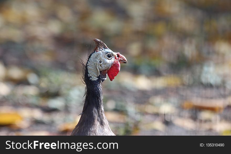 Fauna, Beak, Bird, Wildlife