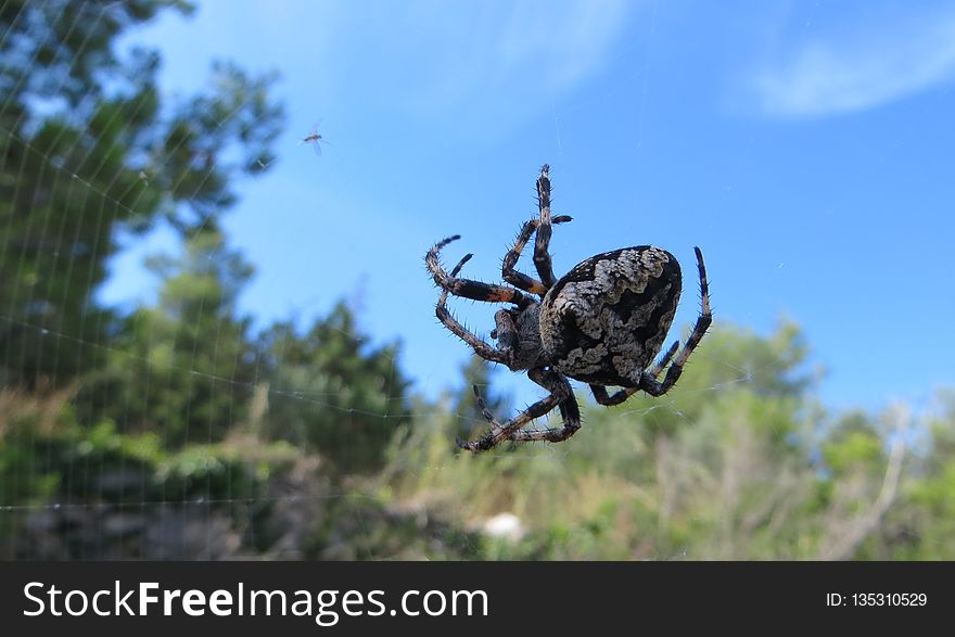 Fauna, Tree, Invertebrate, Sky