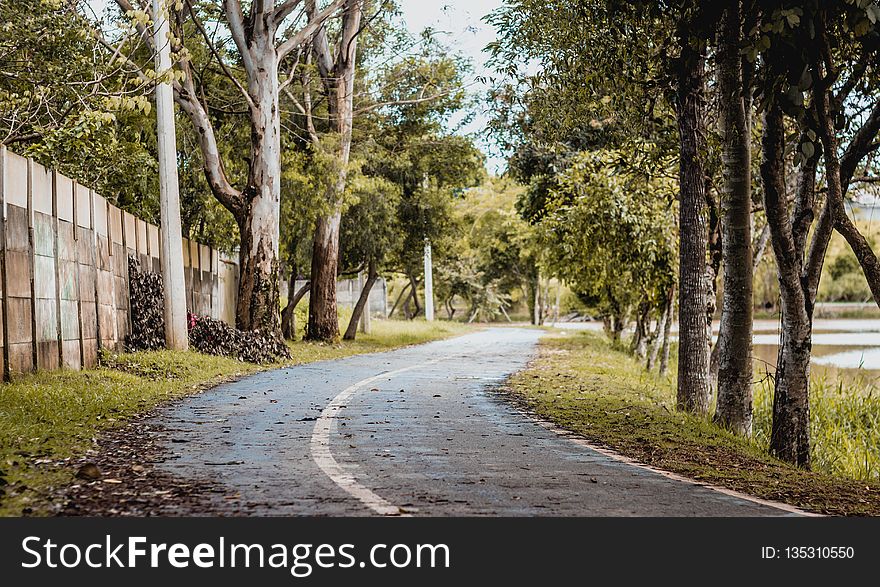 Road, Path, Tree, Infrastructure