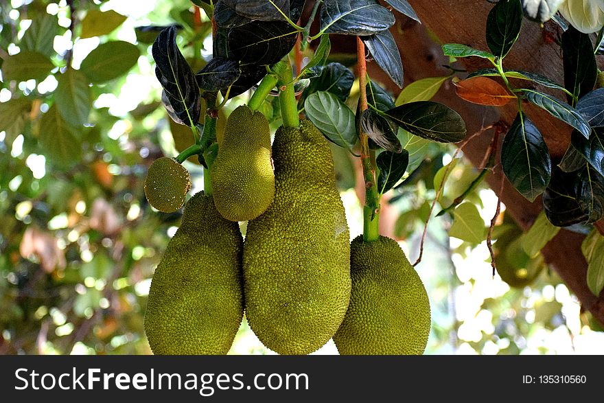 Jackfruit, Cempedak, Fruit, Artocarpus