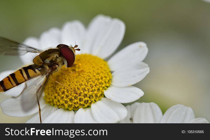 Flower, Oxeye Daisy, Insect, Macro Photography