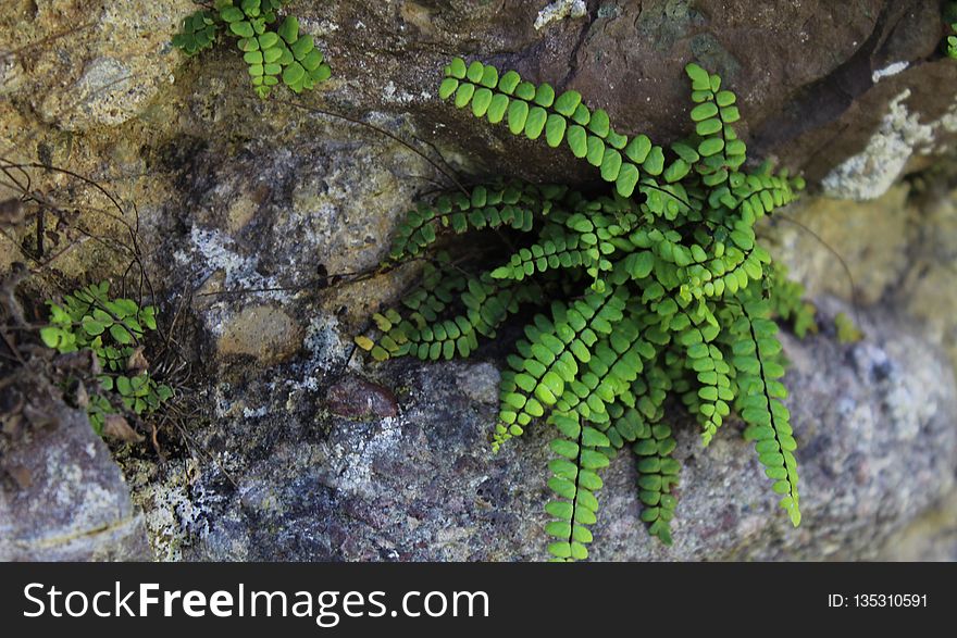Plant, Ferns And Horsetails, Vegetation, Ecosystem