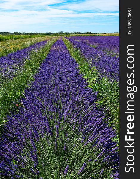 English Lavender, Lavender, Field, Ecosystem