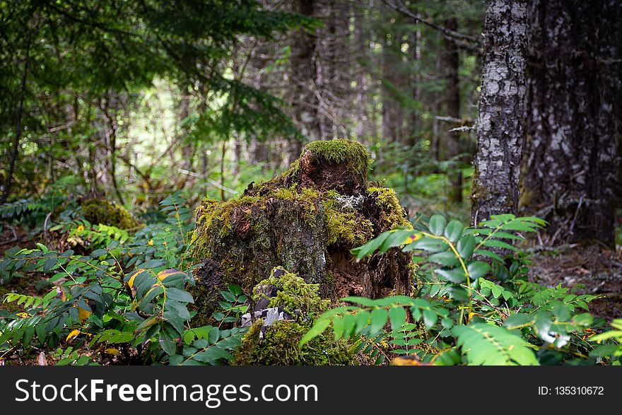 Vegetation, Ecosystem, Forest, Nature Reserve