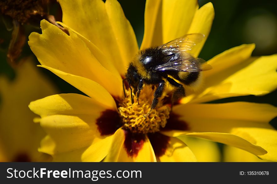 Honey Bee, Bee, Flower, Yellow