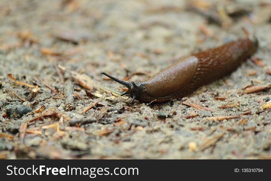 Slug, Snails And Slugs, Invertebrate, Terrestrial Animal