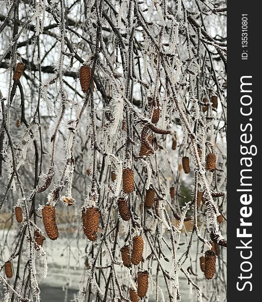 Tree, Winter, Branch, Frost